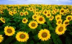 Photo of sunflowers, Fargo ND